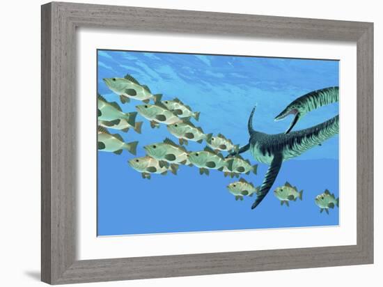 An Elasmosaurus Hunts a School of Bocaccio Fish-Stocktrek Images-Framed Art Print