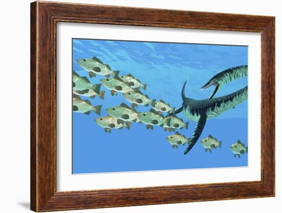 An Elasmosaurus Hunts a School of Bocaccio Fish-Stocktrek Images-Framed Art Print