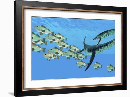 An Elasmosaurus Hunts a School of Bocaccio Fish-Stocktrek Images-Framed Art Print