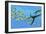 An Elasmosaurus Hunts a School of Bocaccio Fish-Stocktrek Images-Framed Art Print