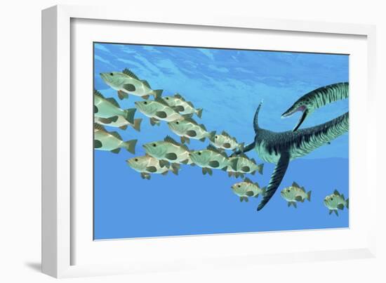 An Elasmosaurus Hunts a School of Bocaccio Fish-Stocktrek Images-Framed Art Print