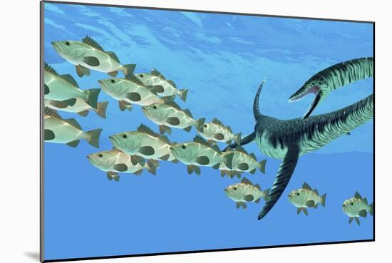 An Elasmosaurus Hunts a School of Bocaccio Fish-Stocktrek Images-Mounted Art Print