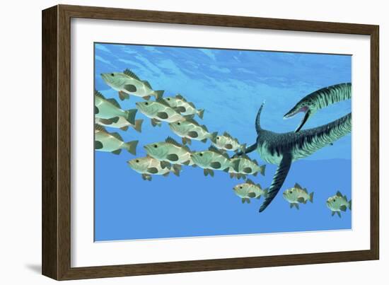 An Elasmosaurus Hunts a School of Bocaccio Fish-Stocktrek Images-Framed Premium Giclee Print
