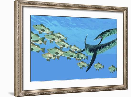 An Elasmosaurus Hunts a School of Bocaccio Fish-Stocktrek Images-Framed Art Print