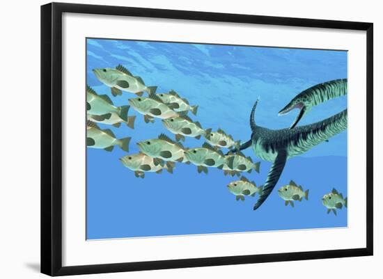 An Elasmosaurus Hunts a School of Bocaccio Fish-Stocktrek Images-Framed Art Print