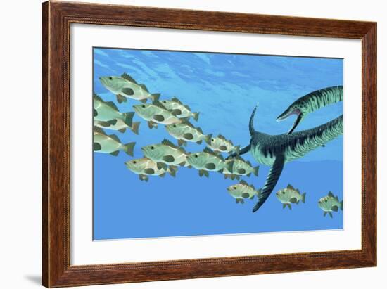 An Elasmosaurus Hunts a School of Bocaccio Fish-Stocktrek Images-Framed Art Print