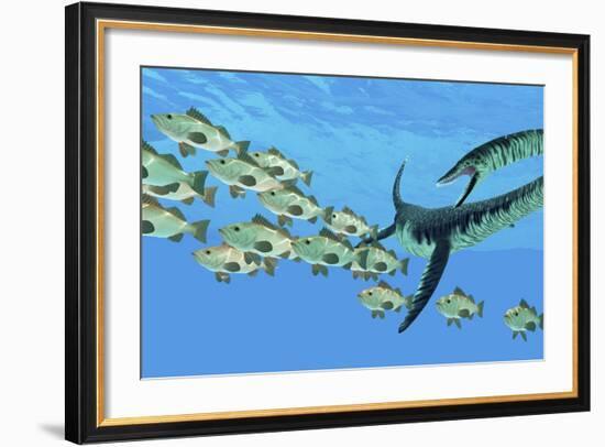 An Elasmosaurus Hunts a School of Bocaccio Fish-Stocktrek Images-Framed Art Print