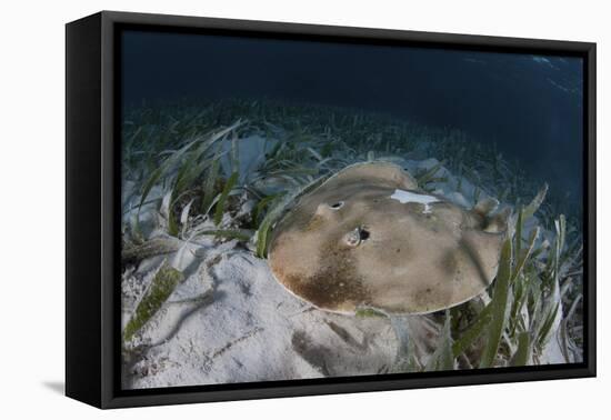 An Electric Ray on the Seafloor of Turneffe Atoll Off the Coast of Belize-Stocktrek Images-Framed Premier Image Canvas