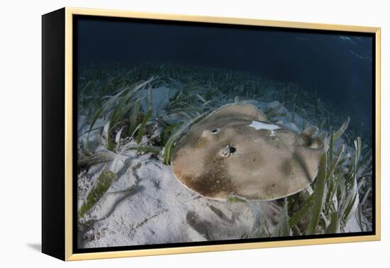 An Electric Ray on the Seafloor of Turneffe Atoll Off the Coast of Belize-Stocktrek Images-Framed Premier Image Canvas