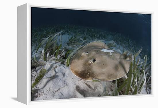 An Electric Ray on the Seafloor of Turneffe Atoll Off the Coast of Belize-Stocktrek Images-Framed Premier Image Canvas