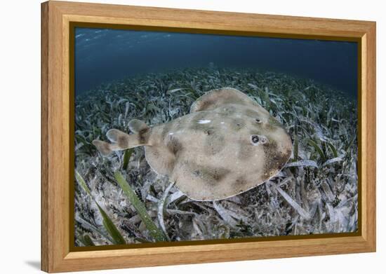 An Electric Ray on the Seafloor of Turneffe Atoll Off the Coast of Belize-Stocktrek Images-Framed Premier Image Canvas