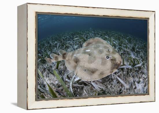 An Electric Ray on the Seafloor of Turneffe Atoll Off the Coast of Belize-Stocktrek Images-Framed Premier Image Canvas