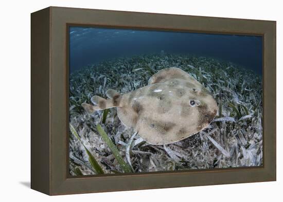 An Electric Ray on the Seafloor of Turneffe Atoll Off the Coast of Belize-Stocktrek Images-Framed Premier Image Canvas