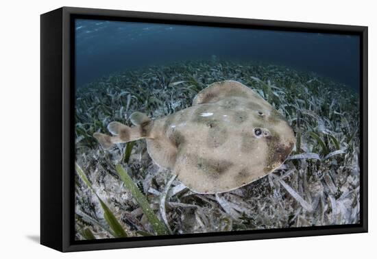 An Electric Ray on the Seafloor of Turneffe Atoll Off the Coast of Belize-Stocktrek Images-Framed Premier Image Canvas