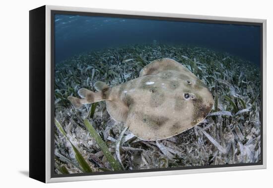 An Electric Ray on the Seafloor of Turneffe Atoll Off the Coast of Belize-Stocktrek Images-Framed Premier Image Canvas