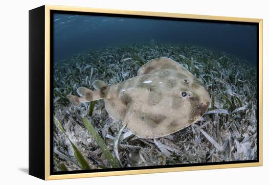 An Electric Ray on the Seafloor of Turneffe Atoll Off the Coast of Belize-Stocktrek Images-Framed Premier Image Canvas