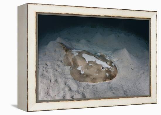 An Electric Ray on the Seafloor of Turneffe Atoll Off the Coast of Belize-Stocktrek Images-Framed Premier Image Canvas