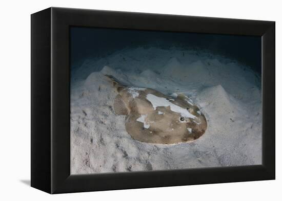 An Electric Ray on the Seafloor of Turneffe Atoll Off the Coast of Belize-Stocktrek Images-Framed Premier Image Canvas