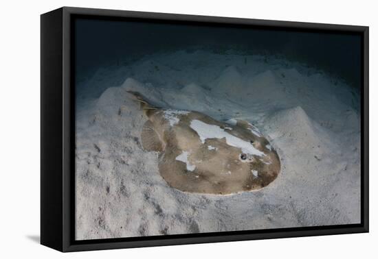 An Electric Ray on the Seafloor of Turneffe Atoll Off the Coast of Belize-Stocktrek Images-Framed Premier Image Canvas