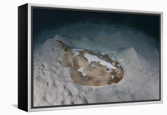 An Electric Ray on the Seafloor of Turneffe Atoll Off the Coast of Belize-Stocktrek Images-Framed Premier Image Canvas