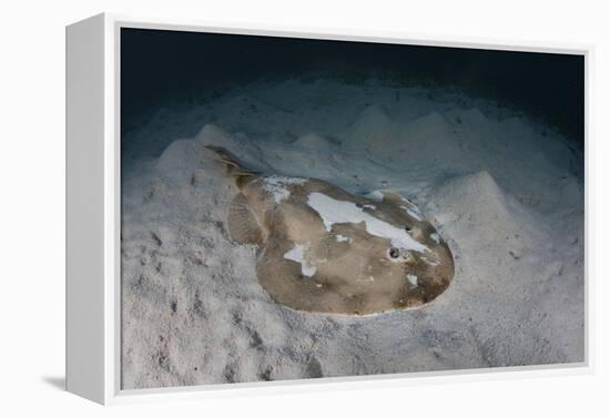 An Electric Ray on the Seafloor of Turneffe Atoll Off the Coast of Belize-Stocktrek Images-Framed Premier Image Canvas