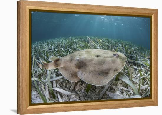 An Electric Ray on the Seafloor of Turneffe Atoll Off the Coast of Belize-Stocktrek Images-Framed Premier Image Canvas