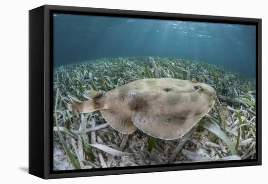 An Electric Ray on the Seafloor of Turneffe Atoll Off the Coast of Belize-Stocktrek Images-Framed Premier Image Canvas