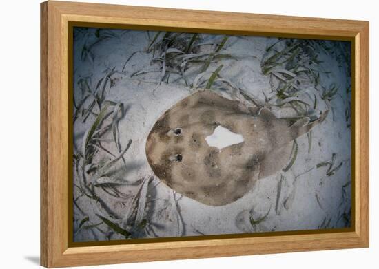 An Electric Ray on the Seafloor of Turneffe Atoll Off the Coast of Belize-Stocktrek Images-Framed Premier Image Canvas