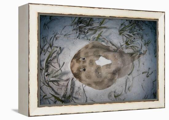 An Electric Ray on the Seafloor of Turneffe Atoll Off the Coast of Belize-Stocktrek Images-Framed Premier Image Canvas