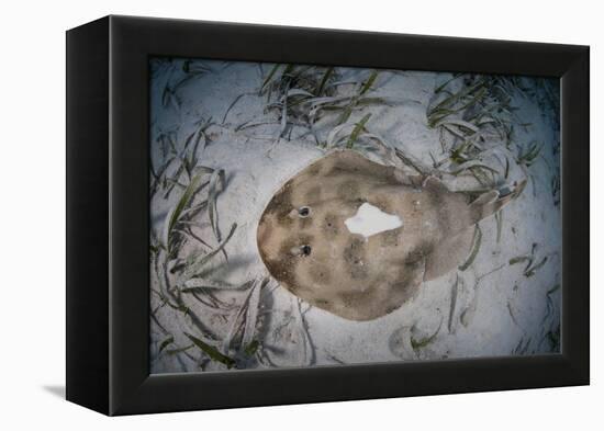 An Electric Ray on the Seafloor of Turneffe Atoll Off the Coast of Belize-Stocktrek Images-Framed Premier Image Canvas