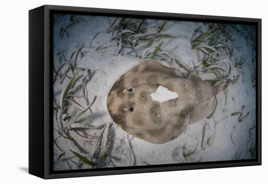 An Electric Ray on the Seafloor of Turneffe Atoll Off the Coast of Belize-Stocktrek Images-Framed Premier Image Canvas