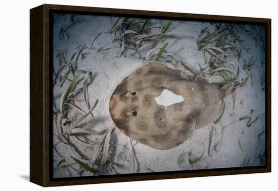 An Electric Ray on the Seafloor of Turneffe Atoll Off the Coast of Belize-Stocktrek Images-Framed Premier Image Canvas