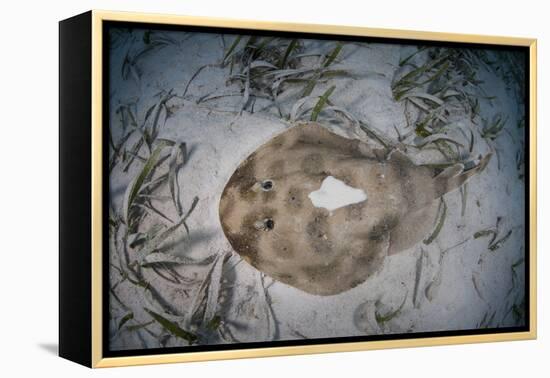 An Electric Ray on the Seafloor of Turneffe Atoll Off the Coast of Belize-Stocktrek Images-Framed Premier Image Canvas