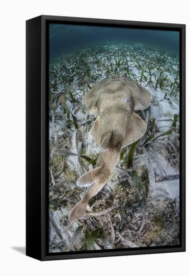 An Electric Ray on the Seafloor of Turneffe Atoll Off the Coast of Belize-Stocktrek Images-Framed Premier Image Canvas