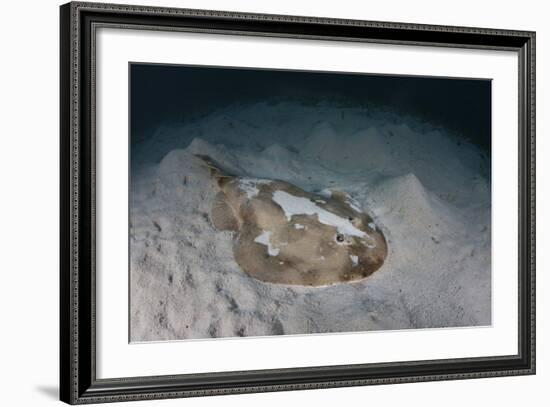 An Electric Ray on the Seafloor of Turneffe Atoll Off the Coast of Belize-Stocktrek Images-Framed Photographic Print