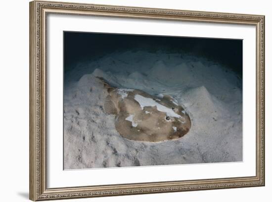 An Electric Ray on the Seafloor of Turneffe Atoll Off the Coast of Belize-Stocktrek Images-Framed Photographic Print