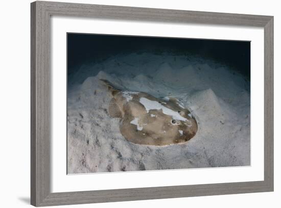 An Electric Ray on the Seafloor of Turneffe Atoll Off the Coast of Belize-Stocktrek Images-Framed Photographic Print