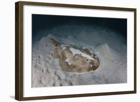 An Electric Ray on the Seafloor of Turneffe Atoll Off the Coast of Belize-Stocktrek Images-Framed Photographic Print