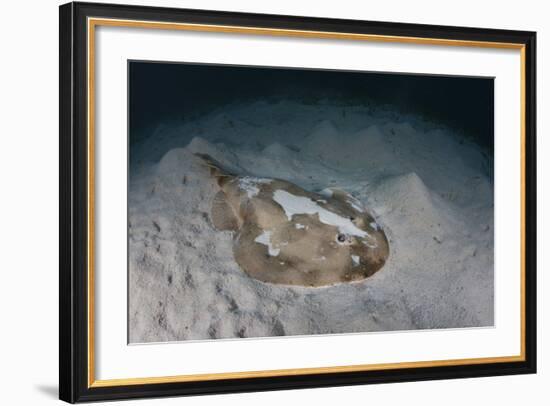 An Electric Ray on the Seafloor of Turneffe Atoll Off the Coast of Belize-Stocktrek Images-Framed Photographic Print