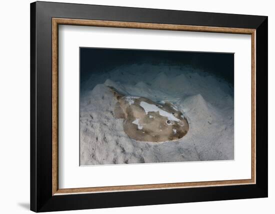 An Electric Ray on the Seafloor of Turneffe Atoll Off the Coast of Belize-Stocktrek Images-Framed Photographic Print