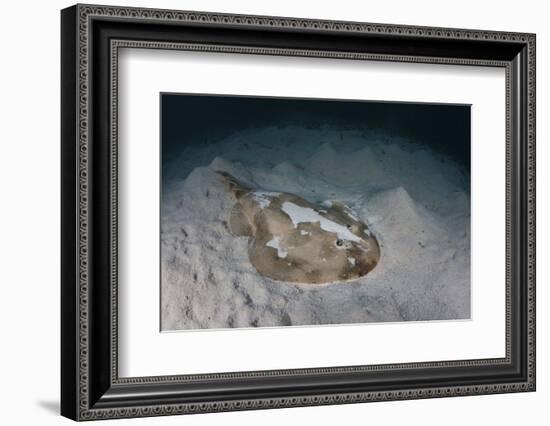 An Electric Ray on the Seafloor of Turneffe Atoll Off the Coast of Belize-Stocktrek Images-Framed Photographic Print