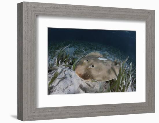 An Electric Ray on the Seafloor of Turneffe Atoll Off the Coast of Belize-Stocktrek Images-Framed Photographic Print