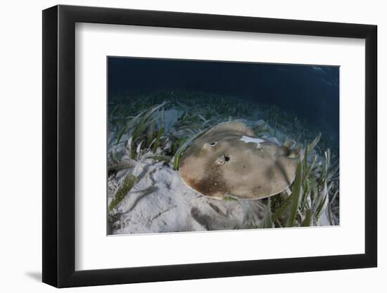 An Electric Ray on the Seafloor of Turneffe Atoll Off the Coast of Belize-Stocktrek Images-Framed Photographic Print