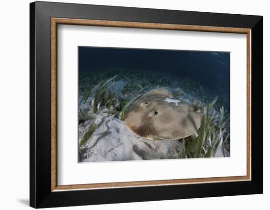 An Electric Ray on the Seafloor of Turneffe Atoll Off the Coast of Belize-Stocktrek Images-Framed Photographic Print