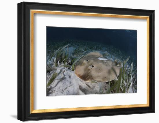 An Electric Ray on the Seafloor of Turneffe Atoll Off the Coast of Belize-Stocktrek Images-Framed Photographic Print