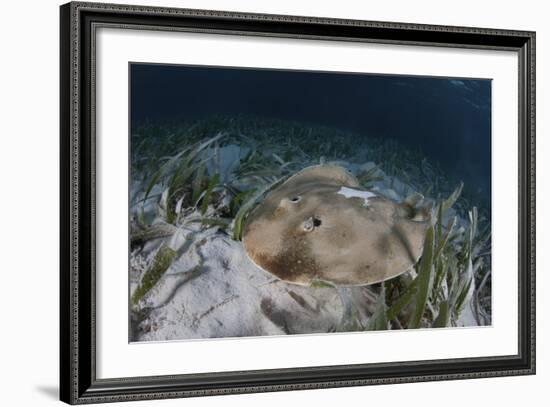 An Electric Ray on the Seafloor of Turneffe Atoll Off the Coast of Belize-Stocktrek Images-Framed Photographic Print