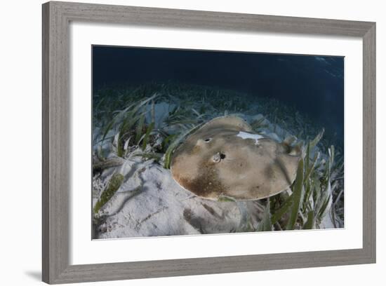 An Electric Ray on the Seafloor of Turneffe Atoll Off the Coast of Belize-Stocktrek Images-Framed Photographic Print