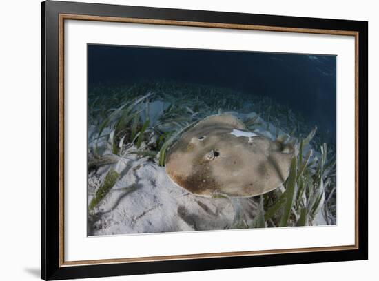 An Electric Ray on the Seafloor of Turneffe Atoll Off the Coast of Belize-Stocktrek Images-Framed Photographic Print