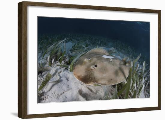 An Electric Ray on the Seafloor of Turneffe Atoll Off the Coast of Belize-Stocktrek Images-Framed Photographic Print