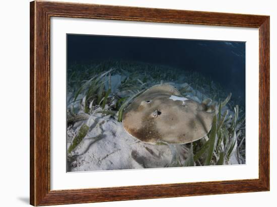 An Electric Ray on the Seafloor of Turneffe Atoll Off the Coast of Belize-Stocktrek Images-Framed Photographic Print